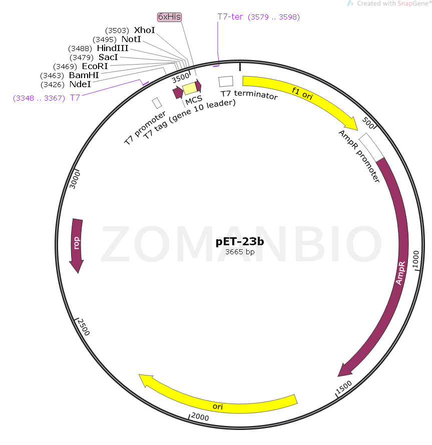 ZK153pET-23b.png