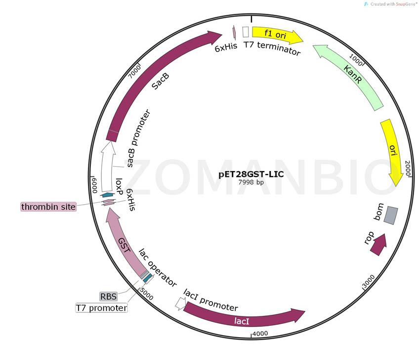 ZK164pET28GST-LIC.jpg